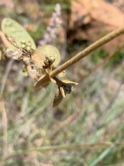 Sphedamnocarpus pruriens