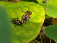 Graptostethus servus