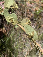 Sphedamnocarpus pruriens