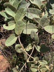 Sphedamnocarpus pruriens