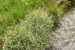 Phalaris arundinacea picta