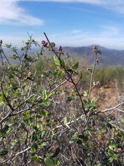 Ceanothus tomentosus