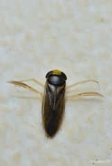 Corisella