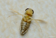 Corisella