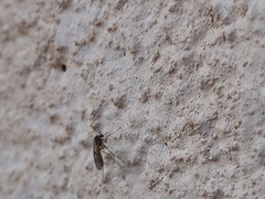 Sciaroidea