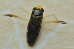 Corisella