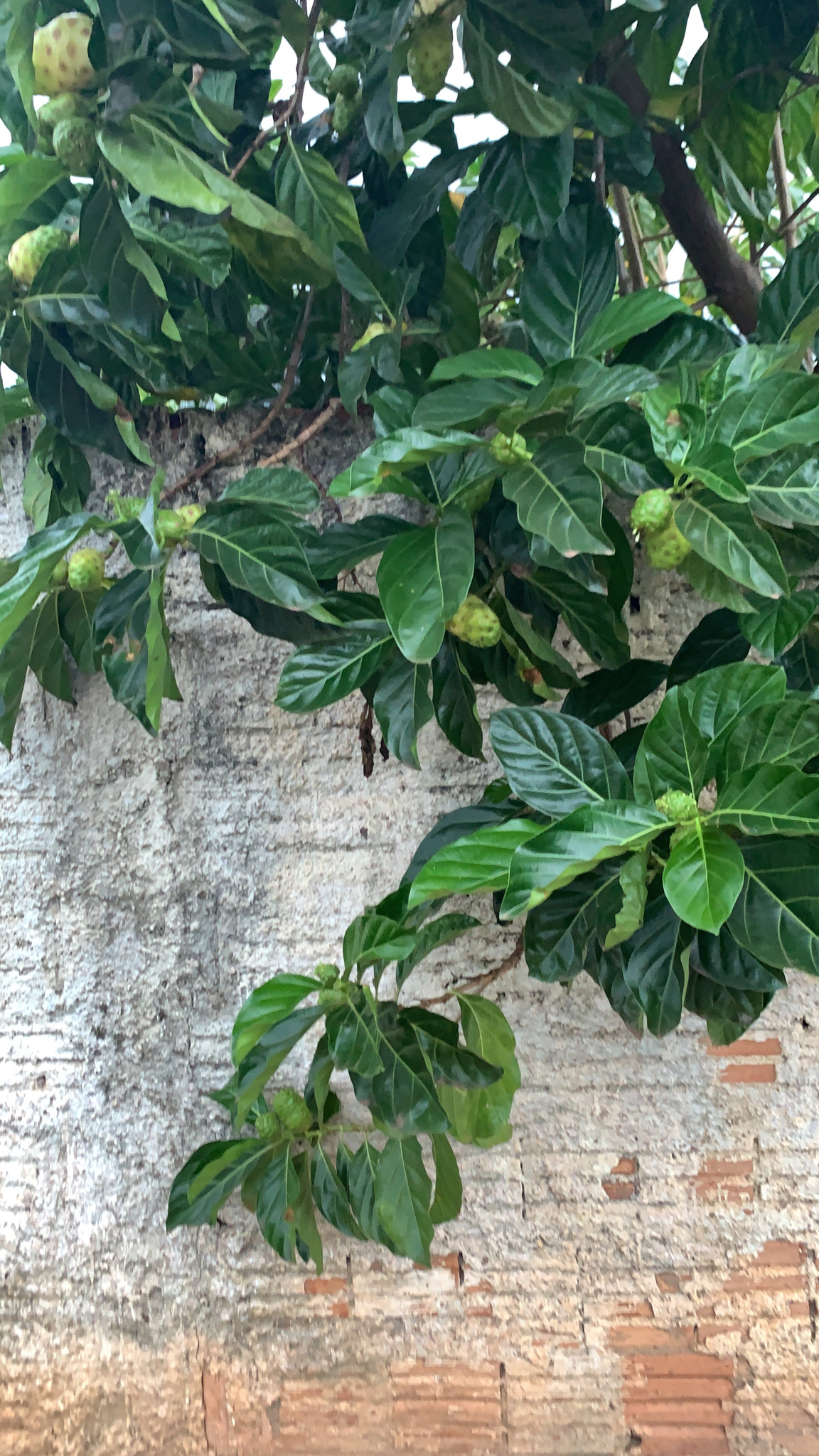 Morinda citrifolia