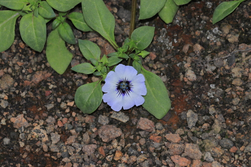 Image of Nolana humifusa by (c) Paúl Gonzáles, some rights reserved (CC BY)