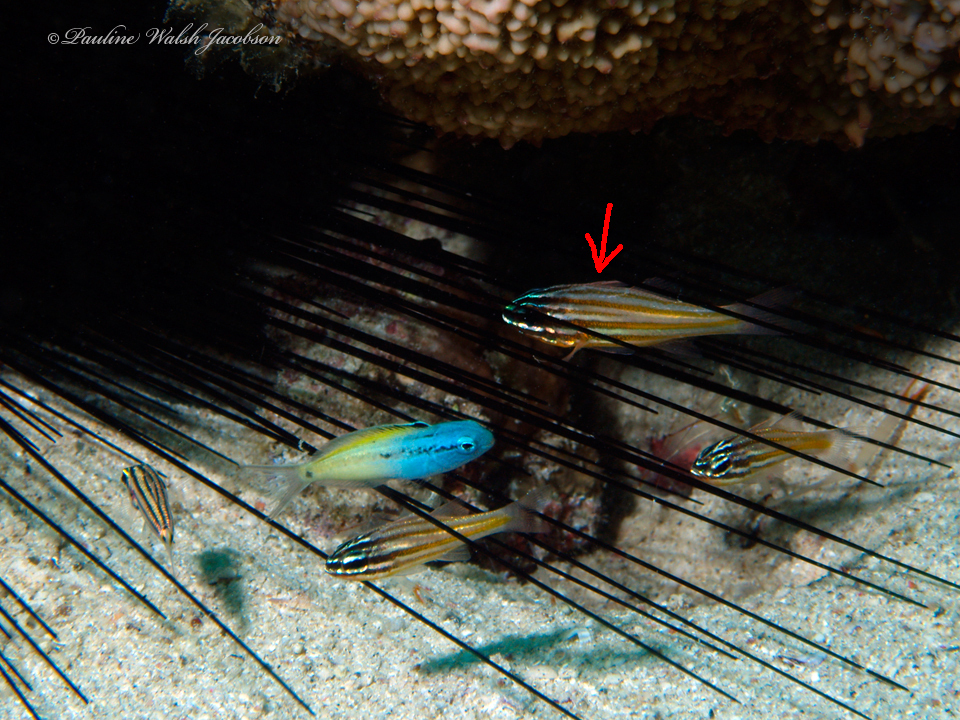 Blue-lined Cardinalfish
