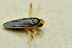 Corisella