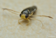 Corisella