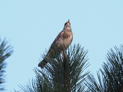 Turdus pilaris