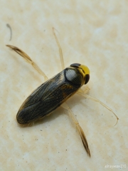 Corisella