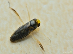 Corisella