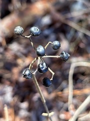 Viburnum acerifolium