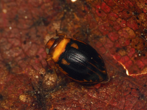 Hygrotus quinquelineatus