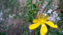 Hypericum balearicum