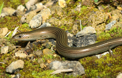 Chalcides striatus