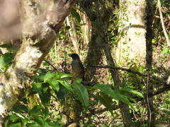 Catharus mexicanus