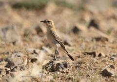 Oenanthe hispanica