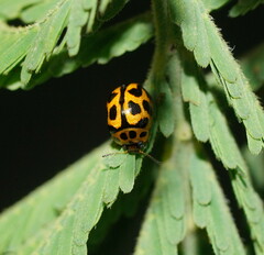 Peltoschema oceanicum