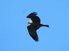 Milvus migrans