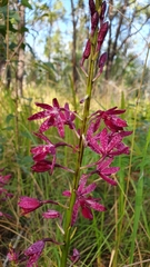 Dipodium punctatum