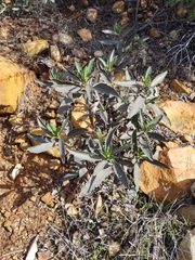 Eriodictyon trichocalyx