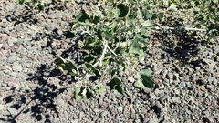 Chenopodium oahuense