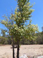 Prunus serotina virens