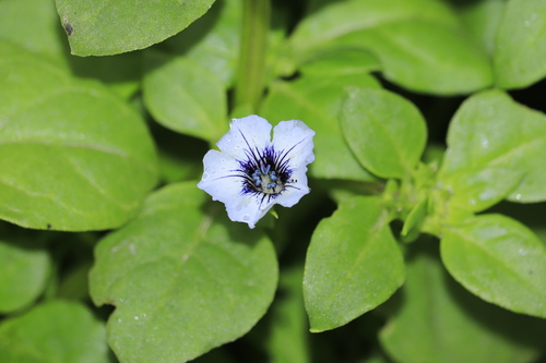 Image of Nolana humifusa by (c) Paúl Gonzáles, some rights reserved (CC BY)