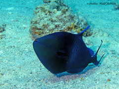 Pseudobalistes fuscus