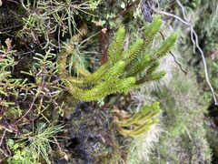 Phlegmariurus dentatus