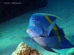 Pomacanthus maculosus