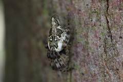 Cyclosa conica