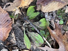 Antennaria solitaria