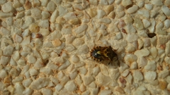 Codophila varia