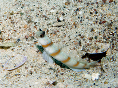 Amblyeleotris sungami