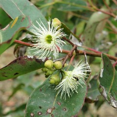 Eucalyptus paniculata