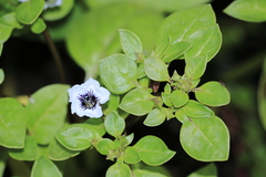 Nolana humifusa