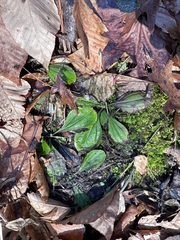 Antennaria solitaria