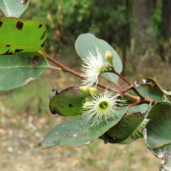 Eucalyptus paniculata