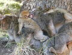 Macaca sylvanus