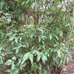 Eucalyptus paniculata