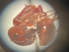 Pogonomyrmex barbatus