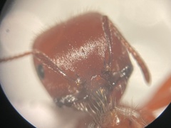 Pogonomyrmex barbatus