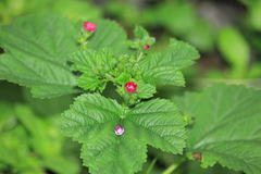 Nolana humifusa