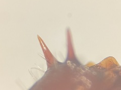 Pogonomyrmex barbatus