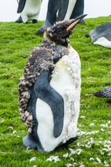 Aptenodytes patagonicus