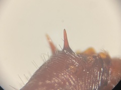 Pogonomyrmex barbatus
